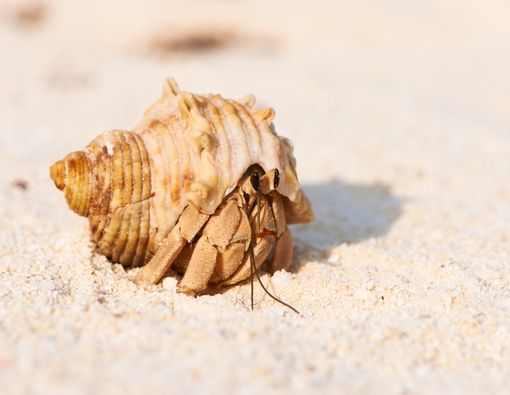 Cara Merawat Kelomang sebagai Peliharaan di Rumah