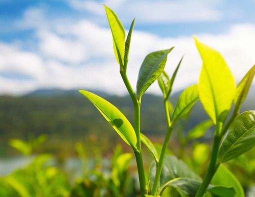 Serba-serbi White Tea dan Green Tea