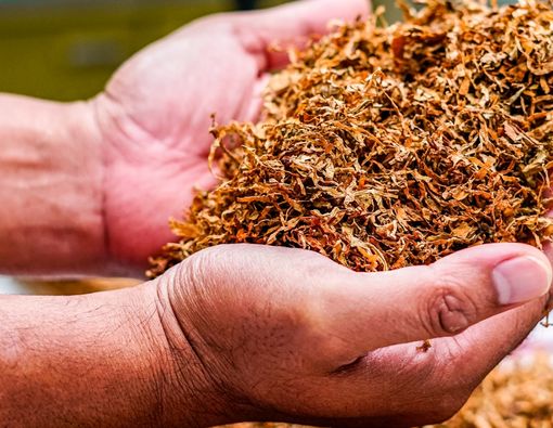 Bahan Baku Rokok ini Ternyata Bermanfaat untuk Dunia Kesehatan