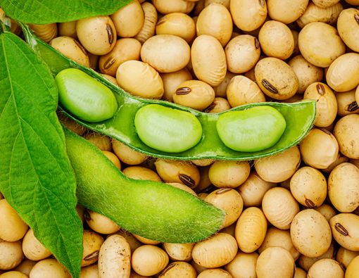 Kedelai, Biji-bijian dengan Beragam Manfaat