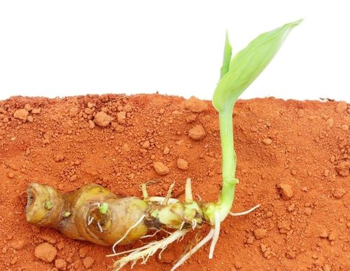 Tanaman Herbal Rumahan, Kenali Manfaat dan Efek Sampingnya