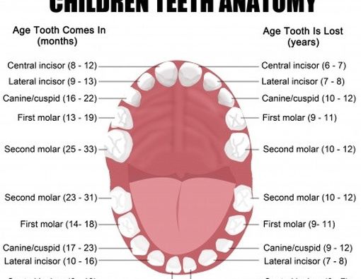 Perkembangan Gigi dan Mulut Anak