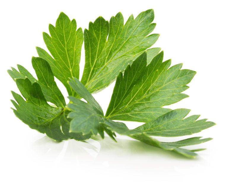 4 Manfaat Daun Seledri yang Belum Anda Ketahui