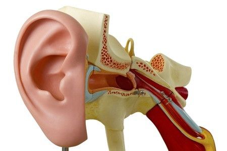 Mengenal Bagian-Bagian Telinga dan Fungsinya