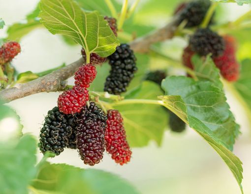 Punya Masalah Anemia, Coba Perbanyak Makan Buah Mulberry atau Murbei!