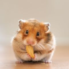 Apa Saja Jenis Makanan Hamster yang Aman untuk Dikonsumsi?