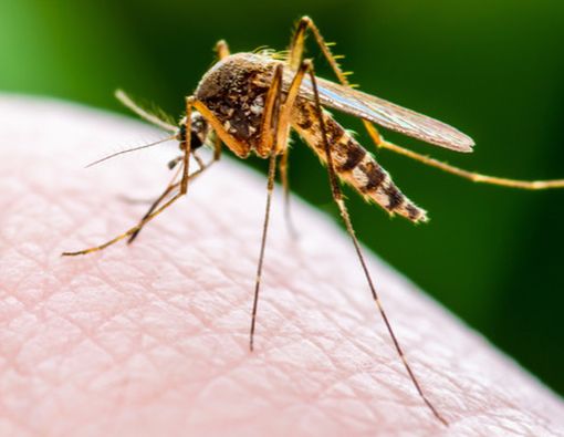 6 Fakta tentang Malaria yang Perlu Anda Tahu
