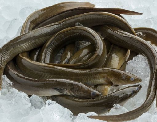 Ini Manfaat Belut untuk MPASI Bayi