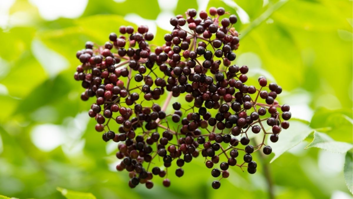 Atasi Flu dengan Buah Elderberry, Benarkah Efektif?