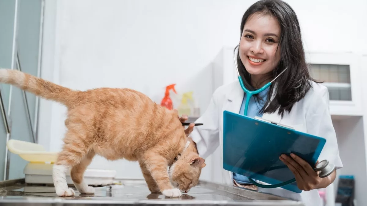 Bahaya Penyakit dari Kucing