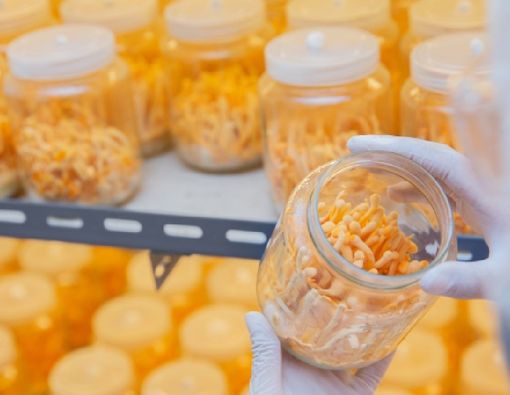 Benarkah Jamur Cordyceps Bermanfaat untuk Mengobati Asma?