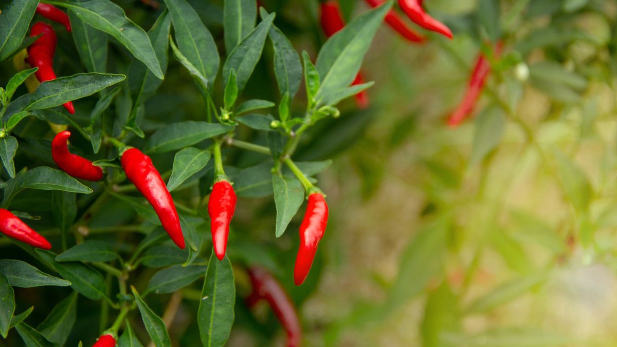 Benarkah Cabai Berkhasiat sebagai Penurun Demam?
