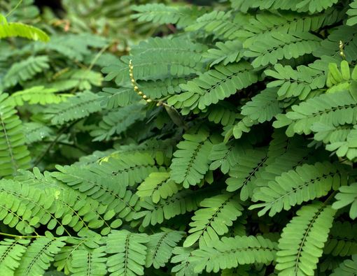 Manfaat Daun Saga bagi Kesehatan Tubuh