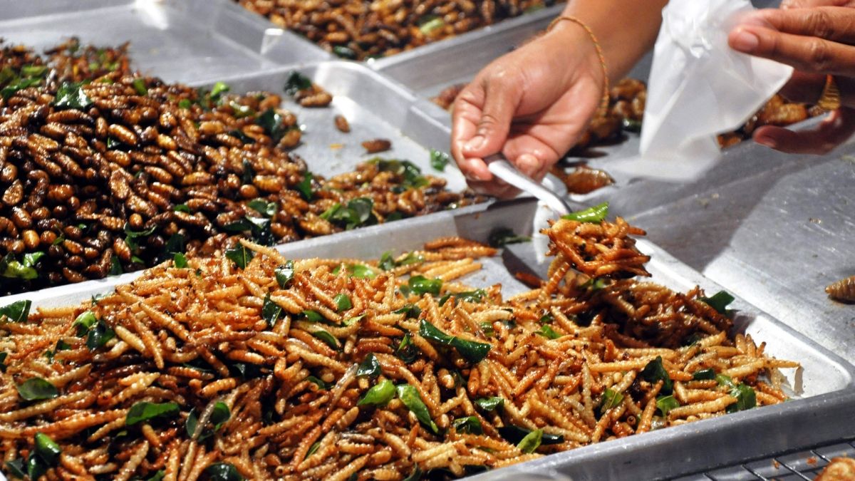 16 Serangga yang Diperbolehkan Dikonsumsi oleh Singapore Food Agency (SFA)