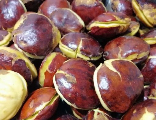 Benarkah Jengkol Bermanfaat untuk Diabetes?