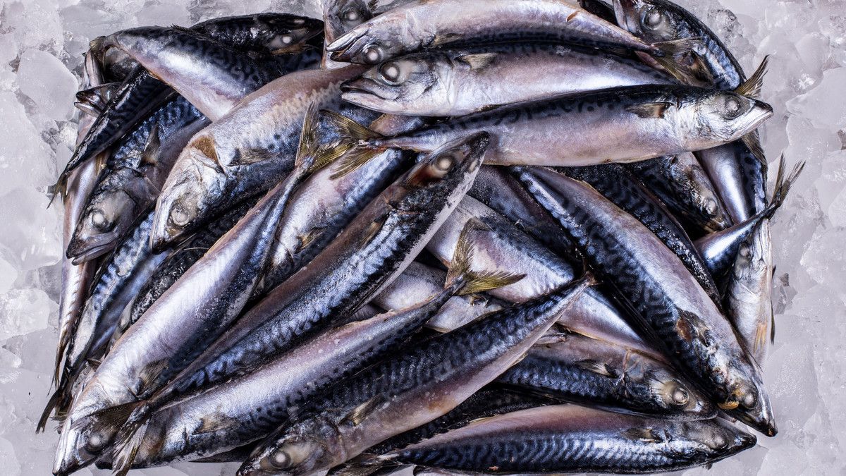 Ikan Tongkol untuk Ibu Hamil, Apa Manfaatnya?