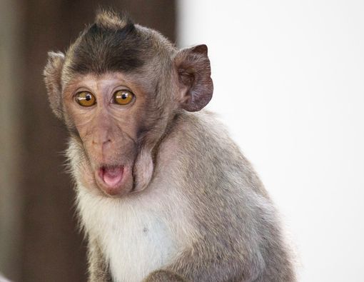 Heboh Video Balita Ditarik Monyet, si Kecil Bisa Fobia Hewan