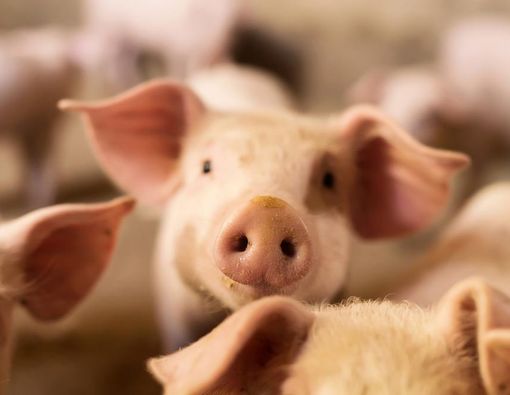 Waspada, Virus Ini Bisa Menular Lewat Babi