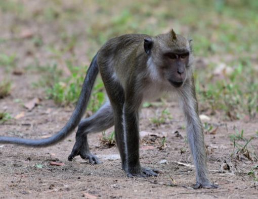 Cara Tepat Cegah Serangan Malaria Monyet