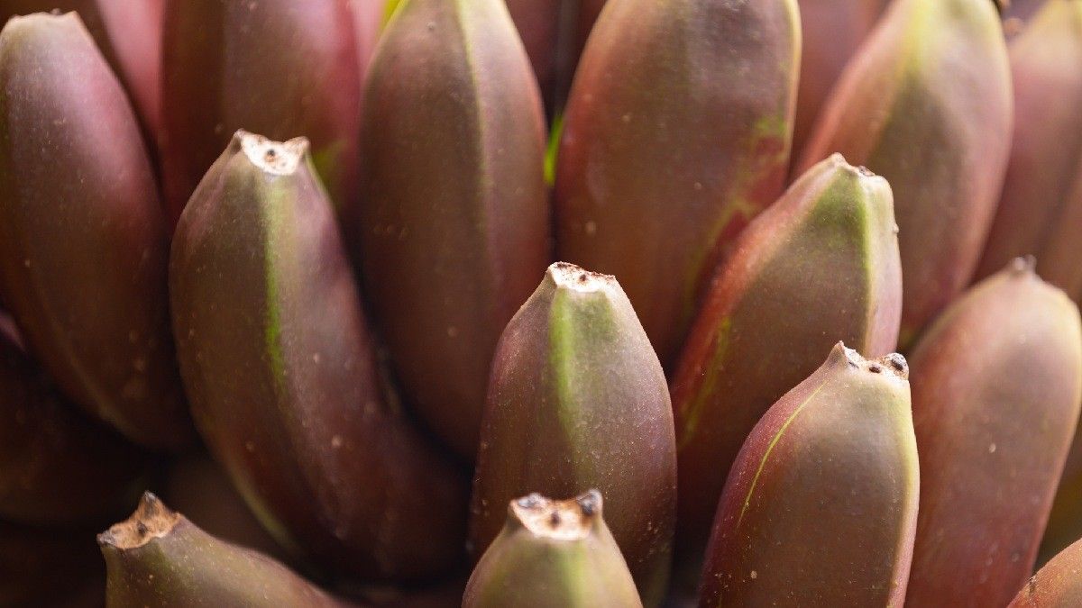 Langka Tapi Sehat, Ini Manfaat Pisang Merah untuk Tubuh - KlikDokter
