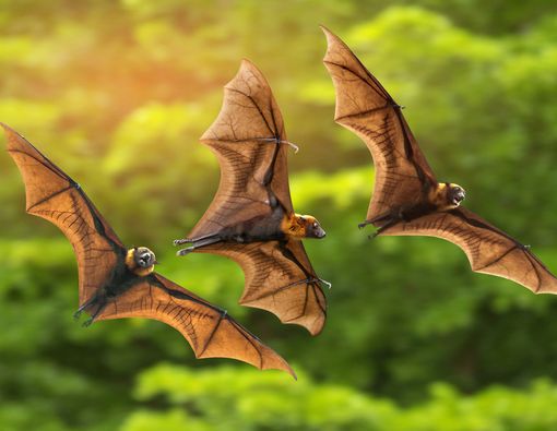 5 Fakta tentang Virus Nipah yang Perlu Kamu Tahu