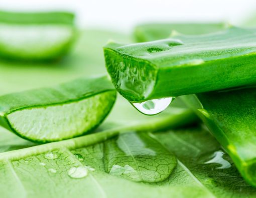 5 Manfaat Lidah Buaya yang Belum Banyak Diketahui