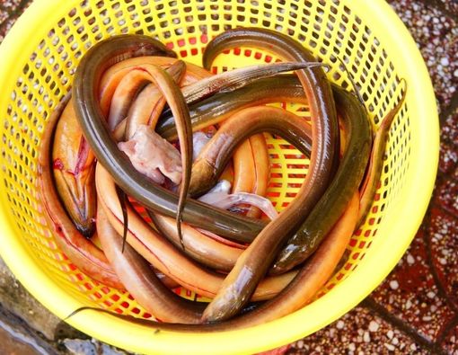 Manfaat Makan Belut untuk Ibu Hamil