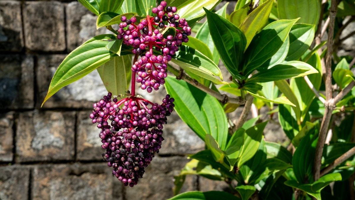 Manfaat Buah Parijoto Untuk Kesuburan