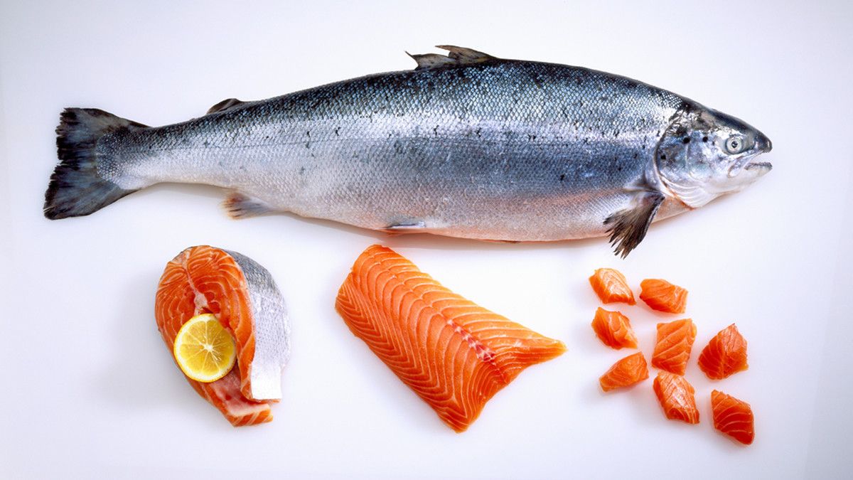 Ikan Salmon