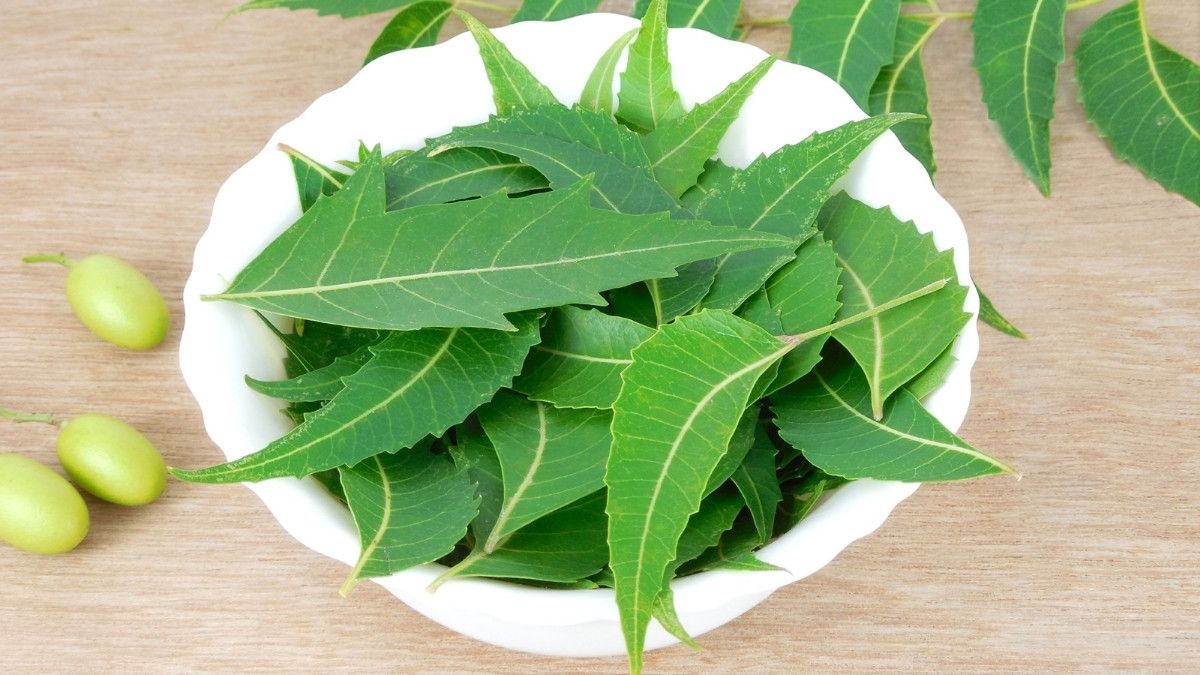 Manfaat Neem untuk Penderita Diabetes