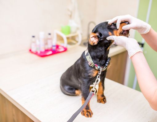 Antisipasi Rabies, Lakukan 5 Hal Ini pada Kucing dan Anjing Anda