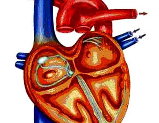 Menjaga Kesehatan Jantung