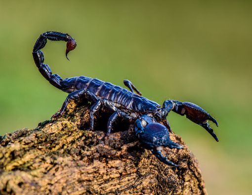 Trauma Melihat Kalajengking juga Bisa Bikin Badan Lemas