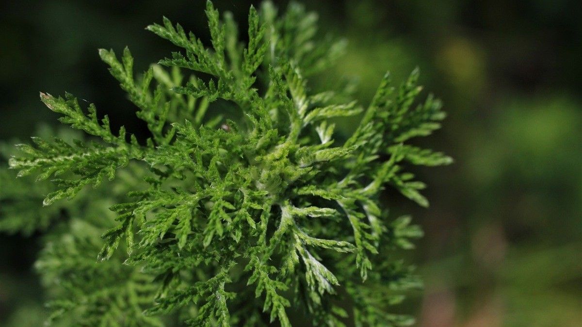 Idol Korea Suka Pakai Skin Care Mengandung Mugwort, Ini Manfaatnya