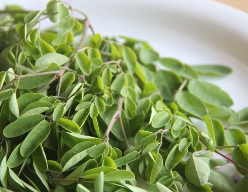 Daun Kelor Bermanfaat untuk Memperbanyak ASI, Mitos atau Fakta?