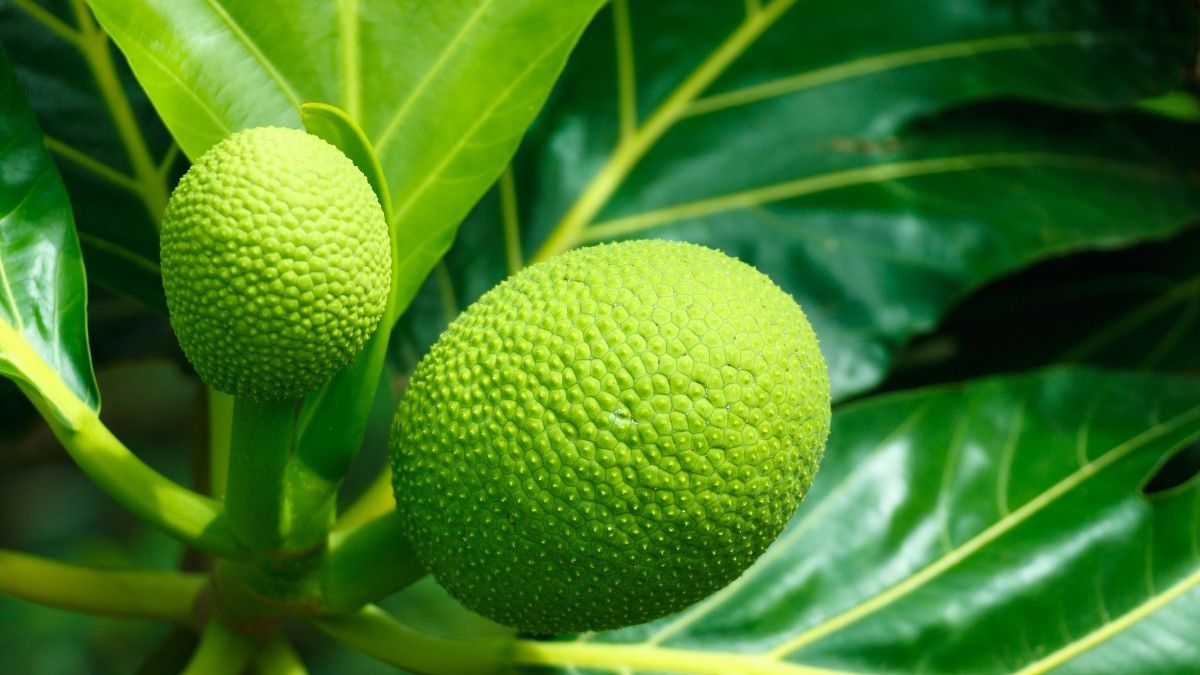 Benarkah Daun Sukun Bermanfaat untuk Kesehatan?