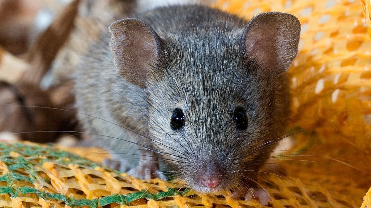 Studi: Mutasi Omicron Diduga Terjadi pada Tikus