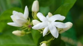 Tak Selalu Hal Mistis, Ini Manfaat Makan Bunga Melati