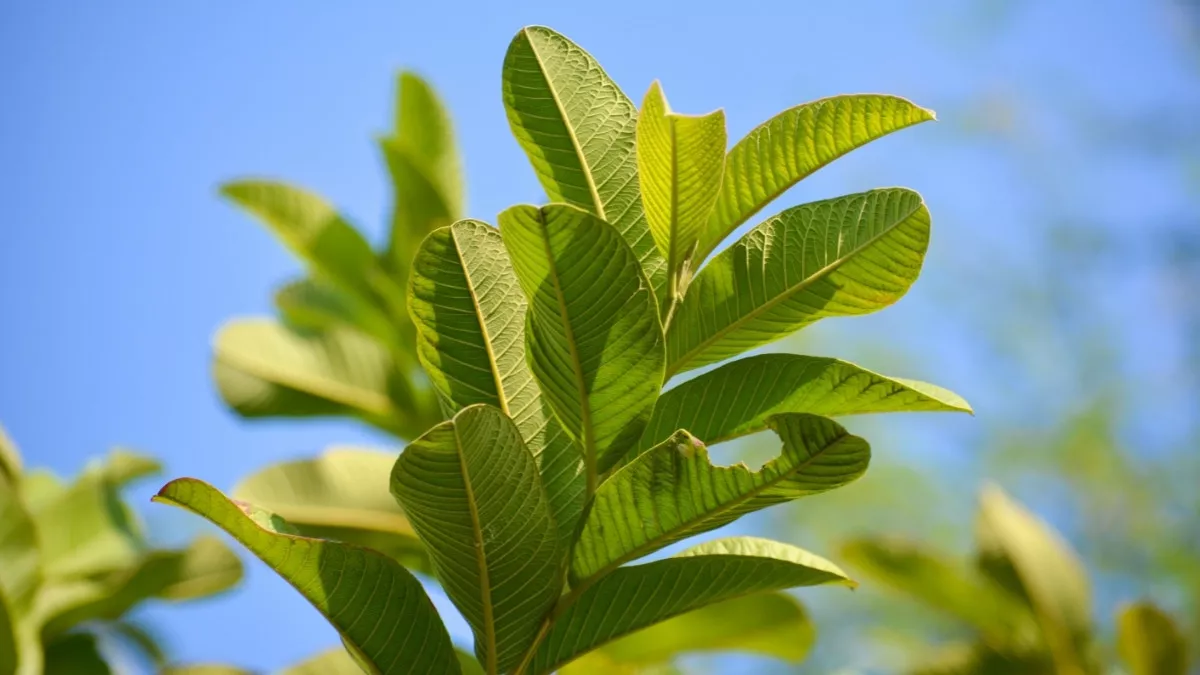 Menilik Manfaat Daun Jambu Biji untuk Kesehatan Gigi