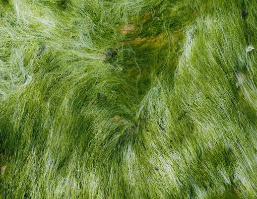 Manfaat Alga Lumut Laut untuk Kesuburan Pria dan Wanita