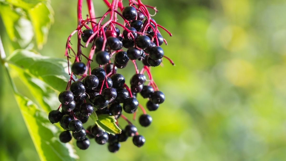 Menyingkap Manfaat Elderberry untuk Penderita Diabetes