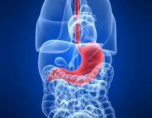 Fungsi Lambung Manusia, Bukan Cuma untuk Pencernaan!