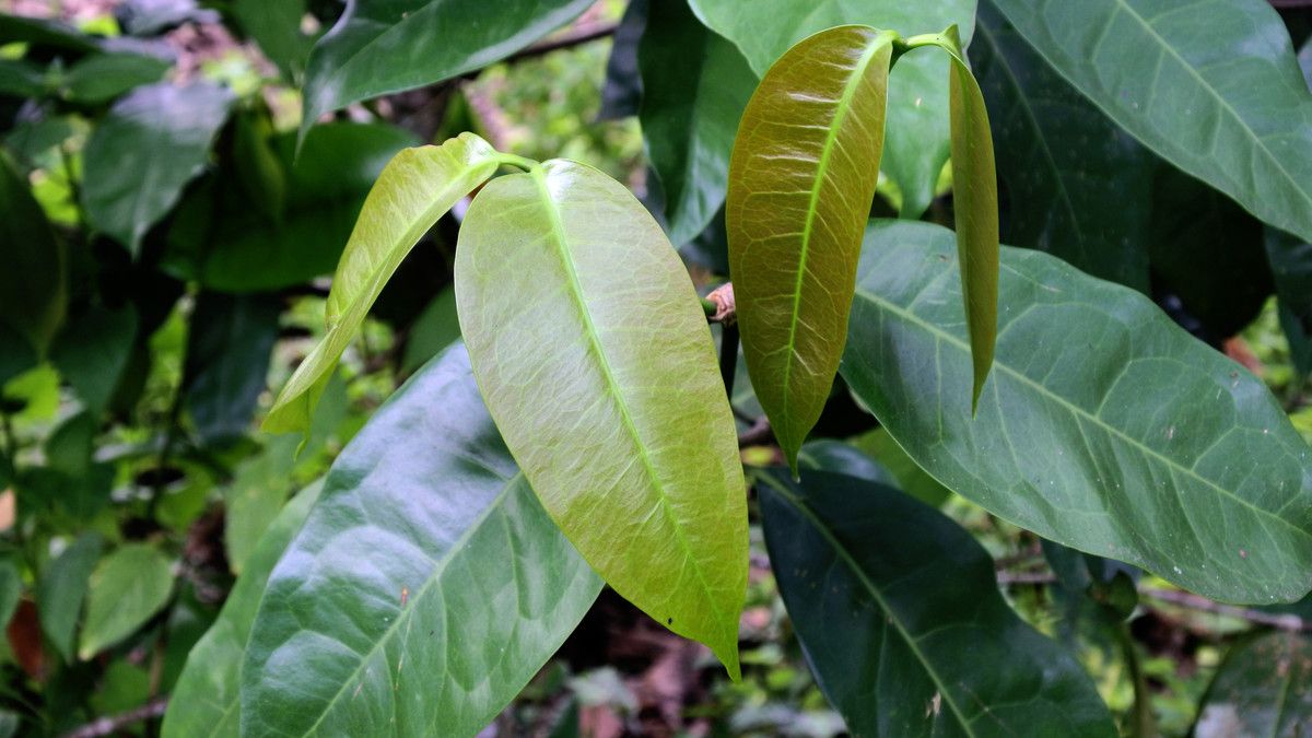 Buah Melinjo Bikin Asam Urat, Tapi Daunnya Ternyata Kaya Manfaat