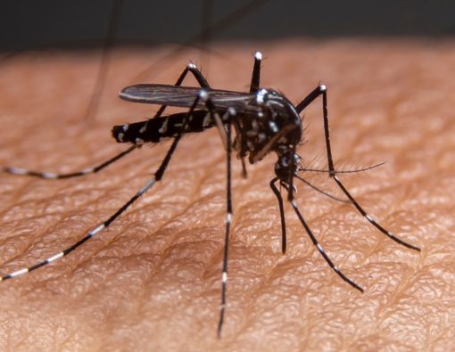 Pertolongan Pertama pada Penderita Diabetes yang Terkena Demam Berdarah (DBD)