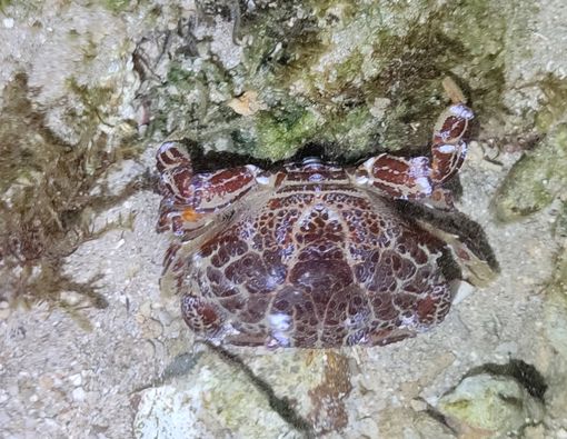 Wanita Ini Meninggal Setelah Makan Kepiting Setan ‘Devil Crab’