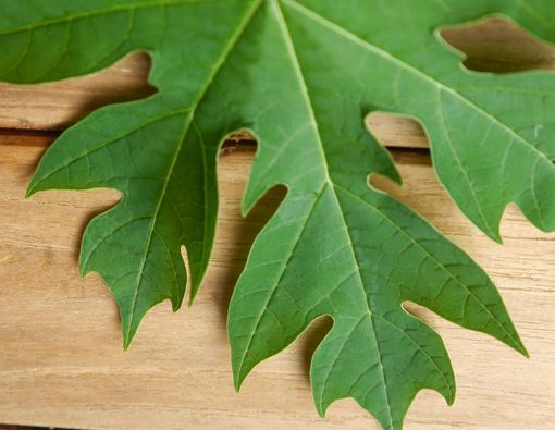 Konsumsi Daun Pepaya Bisa Bikin ASI Melimpah?