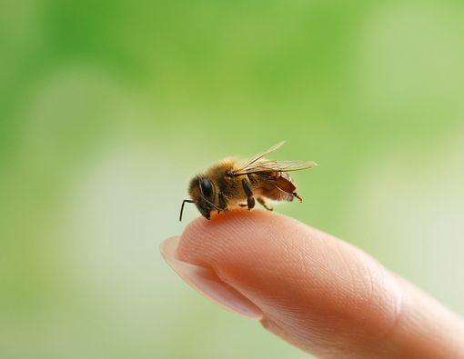 Efek Disengat Lebah dan Tawon, dari Ringan hingga Berat