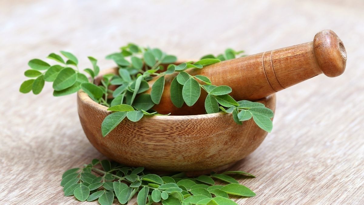 Potensi Daun Kelor untuk Atasi Penyakit Kanker