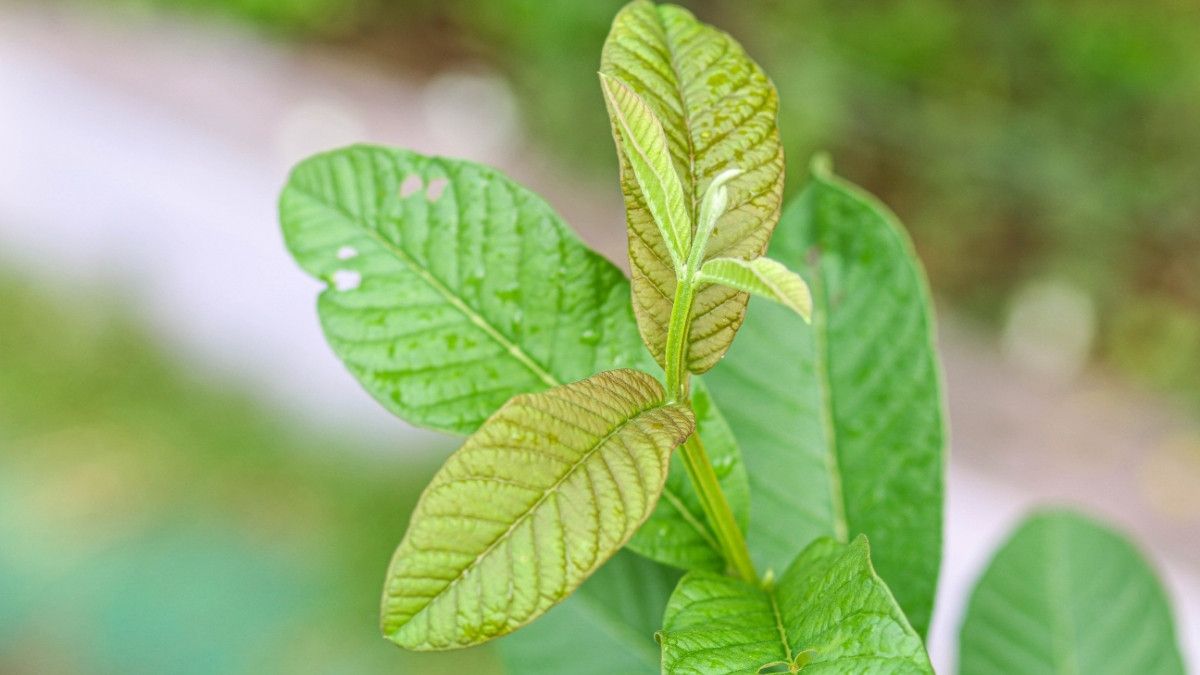 Hilangkan Sakit Gigi dengan Daun Jambu Biji, Ini Caranya