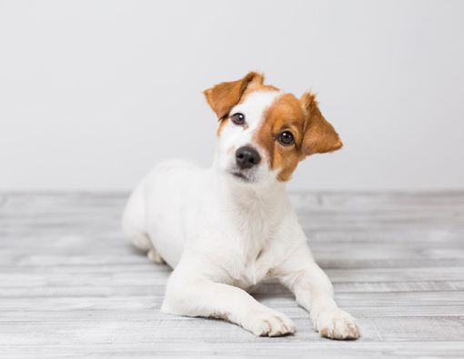 Antisipasi Flu Anjing Merebak, Kenali Gejalanya